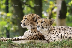 stock-photo-55103798-cheetahs