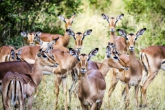 stock-photo-58305114-impala-herd