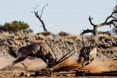 stock-photo-77740115-fighting-gemsbok-antelope-in-namibia